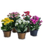 planta de Sol - Herbacia - Calanchoe