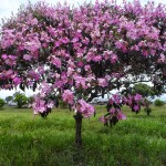 Planta de Sol - Arvore - Quaresmeira rosa