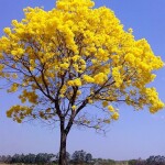 Planta de Sol - Arvore - Ipê Amarelo