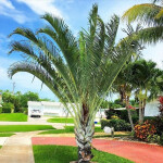 Planta de Sol - palmeira - Palmeira Triangular