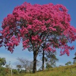 planta de Sol - Arvores - Ipê roxo