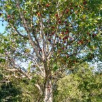 Planta de Sol - Frutifera - Pitanga