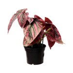 Planta de sombra - Forração - Begonia Brevirimosa