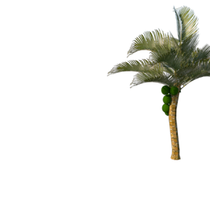 Planta de Sol - Palmeira - Coqueiro anão