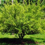 Planta de Sol - Frutifera - Acerola