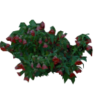 Planta de Sol - Arbusto - Abutilon striatum