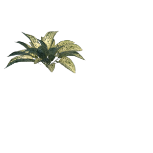 Planta de Sombra - Forração - Aglaonema Pataya