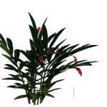 Planta de Sol - Arbusto - Alpinia Vermelha