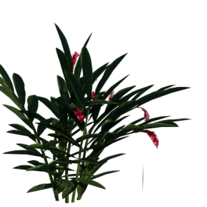 Planta de Sol - Arbusto - Alpinia Vermelha