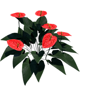 Planta de Sombra - Flor - mini Antúrio
