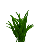 Planta de Sombra - Forração - Aspargo Pluma