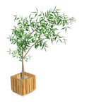 Planta de Sol/sombra - Arbusto - Bambu Mosso