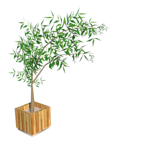 Planta de Sol/sombra - Arbusto - Bambu Mosso