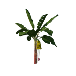 Planta de Sol - Frutifera - Bananeira