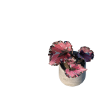 Planta de sombra - Forração - Begonia Brevirimosa