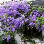 Planta de Sol - Trepadeira - Flor-de-são-miguel/ petrea volubilis