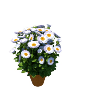 Planta de Sol - Flor - Bola belga/crisantemo