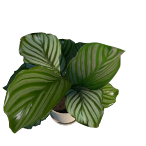planta de Sombra - Forração - Calathea Orbifolia