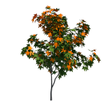 Planta de Sol - Arvore - Liquidambar styraciflua