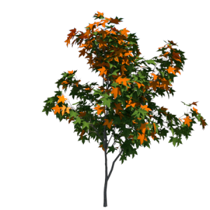 Planta de Sol - Arvore - Liquidambar styraciflua