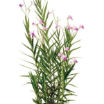 Planta de Sol - Flor - Orquidea-Bambú