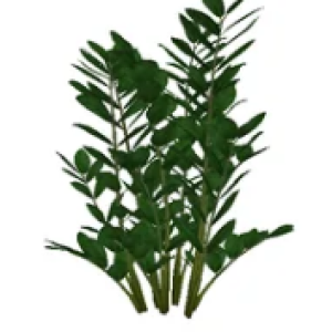 Planta de Sombra - Herbacia - Zamioculca