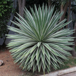 Planta de Sol - Arbusto - Agave/Piteira do Caribe