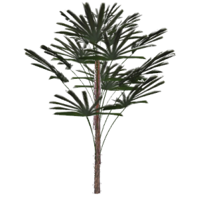 Planta de Sombra - Arbusto - Palmeira Raphis