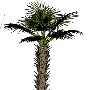 Planta de Sol - Palmeira - Palmeira Washingtonia