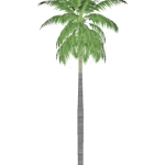 Planta de Sol - Palmeira - Carpentaria