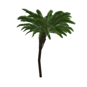 Planta de Sol - Palmeira - Palmeira Fênix