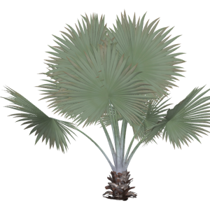 Planta de Sol - palmeira - palmeira Azul/bismarckia