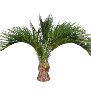 Planta de Sol - palmeira - Palmeira Triangular