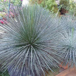 Planta de sol - Arbusto - Agave Palito