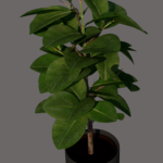 Planta de Sombra - Herbacia - Ficus Elastica