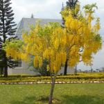 Planta de Sol - Arvore - Acacia Amarela