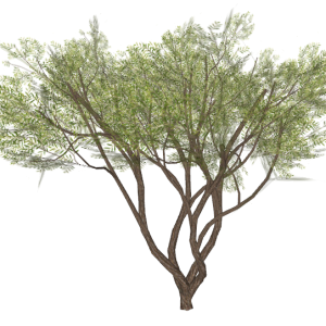 Planta de Sol - Arvore - Acacia Amarela