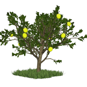 Planta de Sol - Frutifera - limoeiro/limão