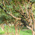 Planta de Sol - Frutifera - Jabuticaba