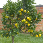 Planta de sol - Frutifera - Laranja