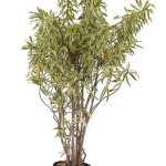 Planta de Sol - Arbusto - Pleomele Variegata