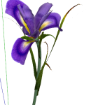 Planta de Sol - Flor -  Iris Azul