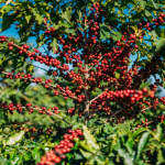 Planta de Sol - Frutifera - Café