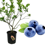 Planta de Sol - Arbusto - Mirtilo/ blue berry