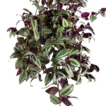 Planta de Sombra - pandente - Tradescantia Roxa