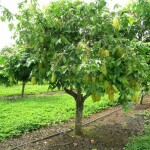 Planta de Sol - Frutifera - Carambola