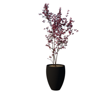 Planta sombra - Arvore - Cereja Flor