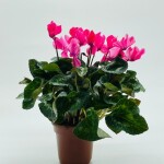 Planta de sombra - Flor - Cyclamen