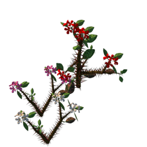 Planta de sol - Arbusto - Coroa-de-cristo