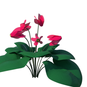 Planta de sombra - Flor - Cyclamen